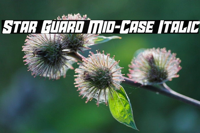 Star Guard Mid-Case Italic Example 2