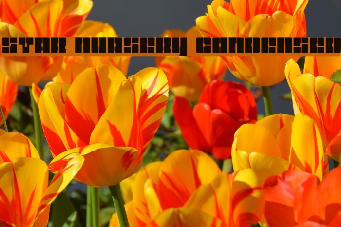 Star Nursery Condensed Font examples