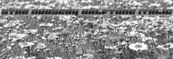 Star Nursery Halftone Italic Font examples