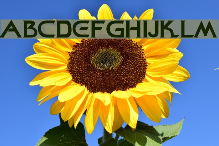 Star-Title Example 3