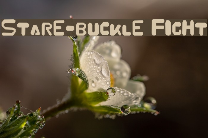 Stare-Buckle Fight Example 1