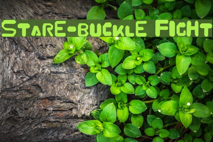 Stare-Buckle Fight Example 3