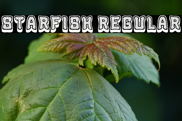 Starfish Regular Example 2