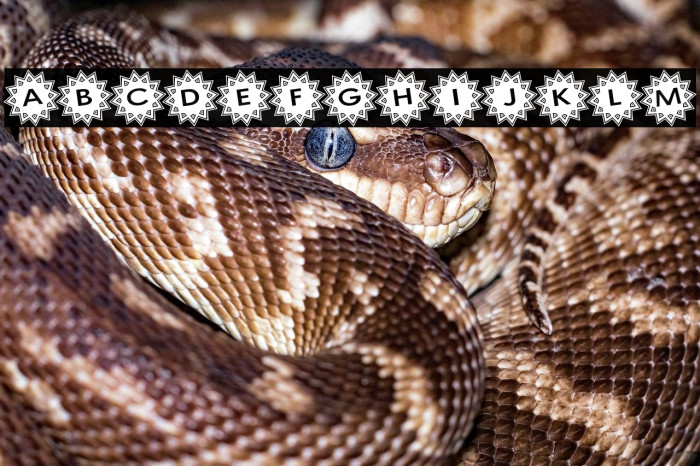 Stargit Ver2 Example 2