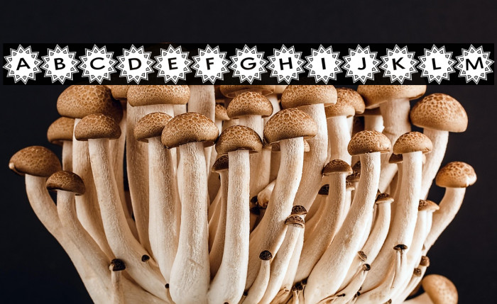 Stargit Ver2 Example 3