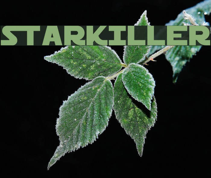 Starkiller Шрифта examples