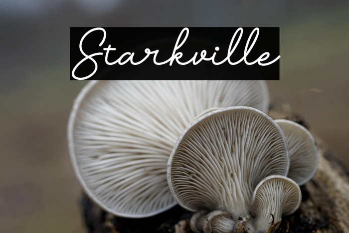 Starkville Example 2