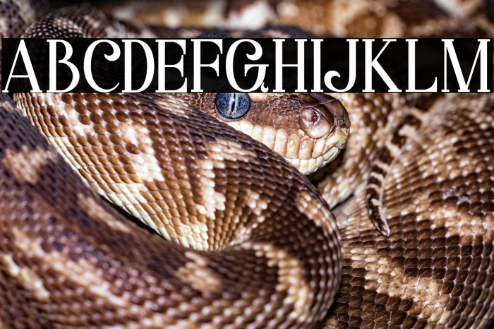 Starla Bold Example 1