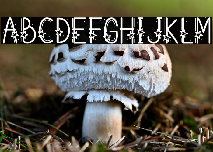 Starry Fayez Example 2