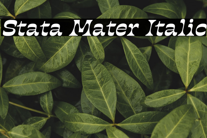 Stata Mater Italic Example 2