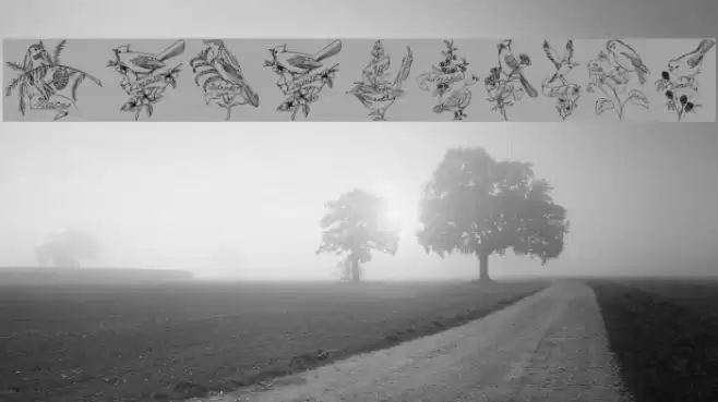 StateBirds Font examples