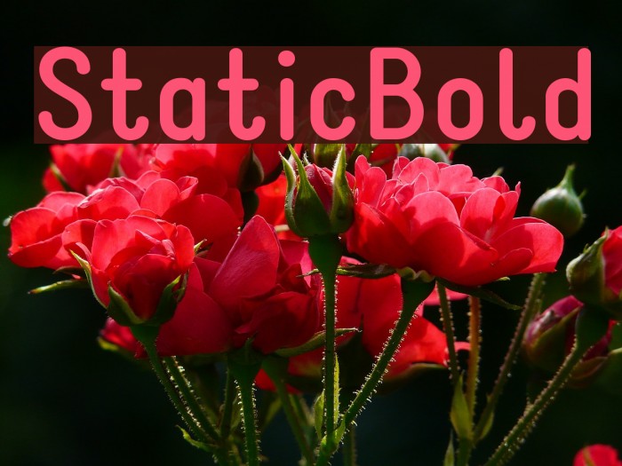 StaticBold Font examples