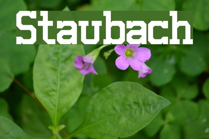 Staubach Font examples