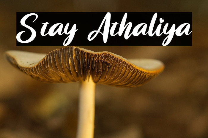 Stay Athaliya Example 1