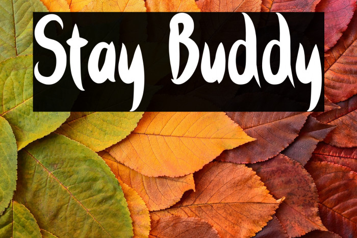 Stay Buddy Example 3