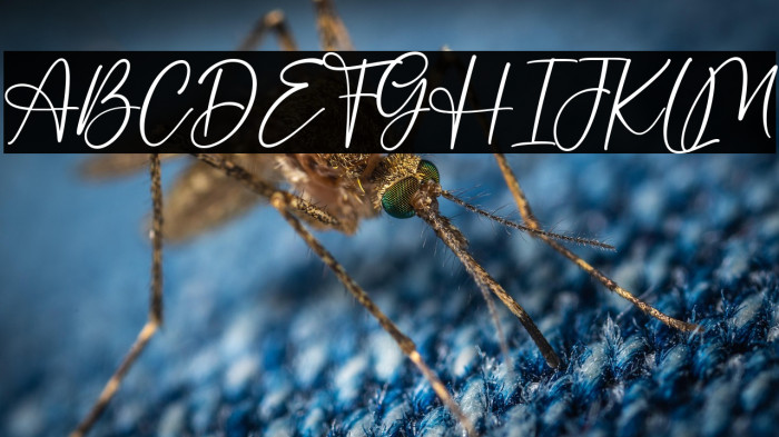 Stay Dreaming Example 2