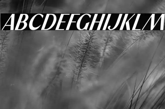 Stay High Italic Font examples