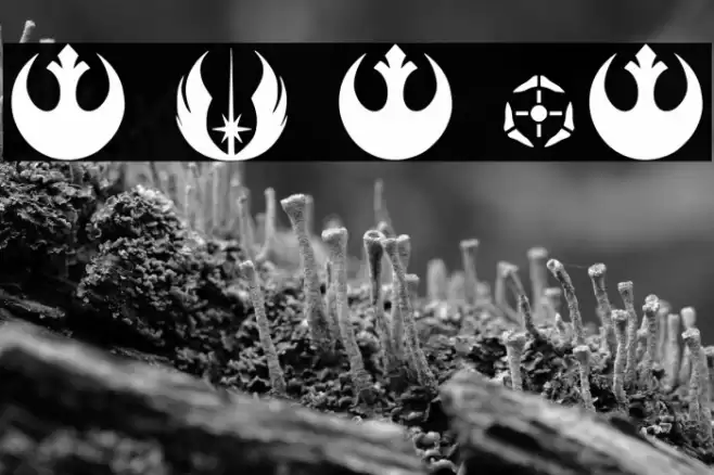 Stay On Target Regular Font examples