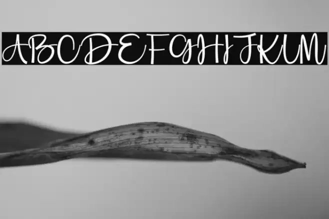 Stay Smile Font examples