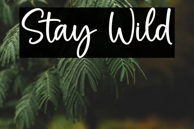 Stay Wild Example 1