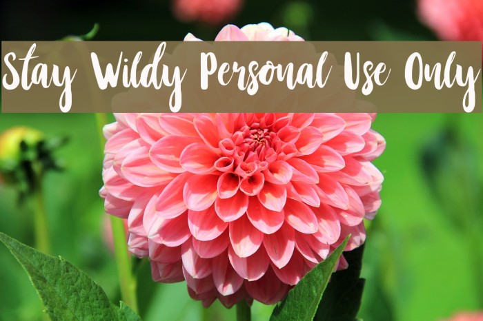 Stay Wildy Personal Use Only Font examples