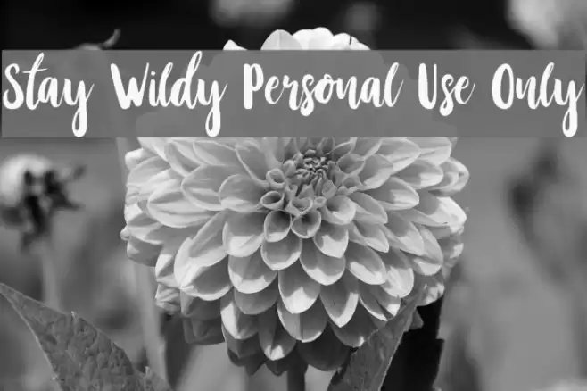 Stay Wildy Personal Use Only Font examples