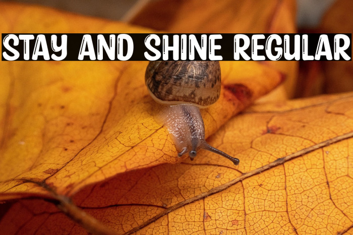 Stay and Shine Regular Example 3