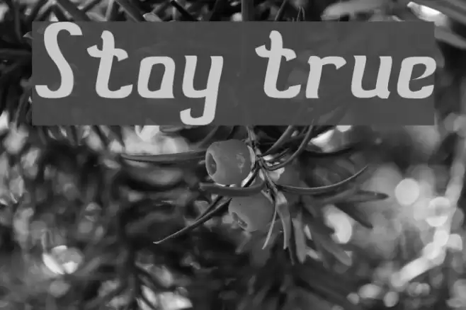 Stay true Font examples