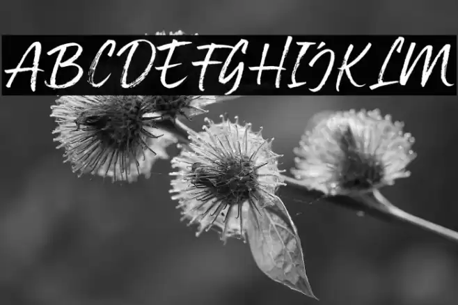 StayStrongDemo Font examples