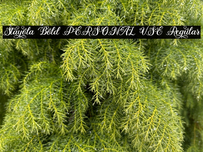Stayola Bold PERSONAL USE Regular Example 1