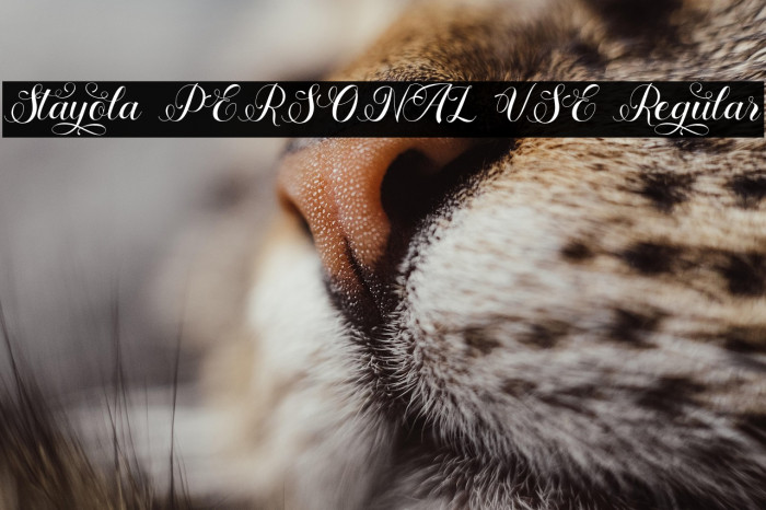 Stayola PERSONAL USE Regular Example 2