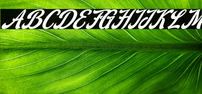 Stealdream Italic Example 2