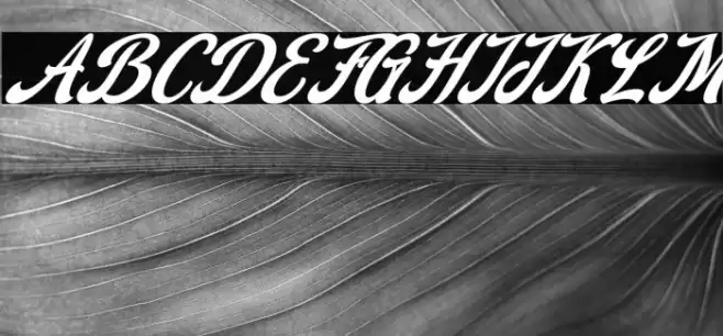 Stealdream Italic Font examples