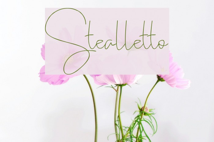 Stealletto Font examples