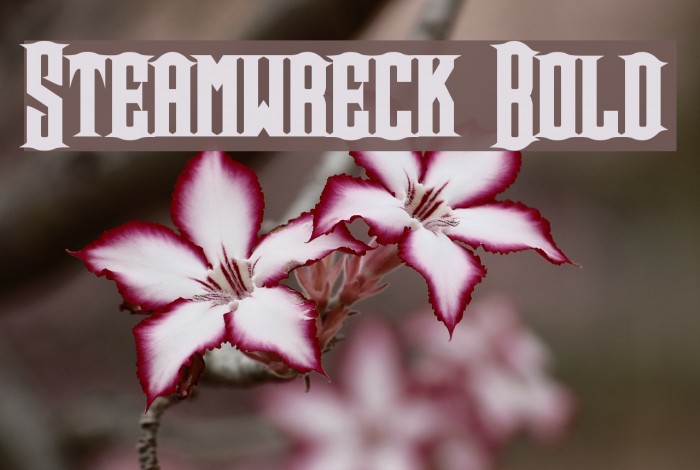 Steamwreck Bold Font examples