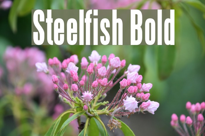 Steelfish Bold Font examples
