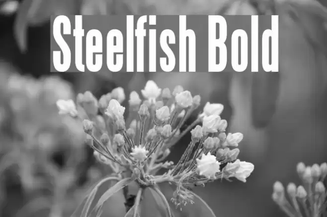 Steelfish Bold Schriftart examples