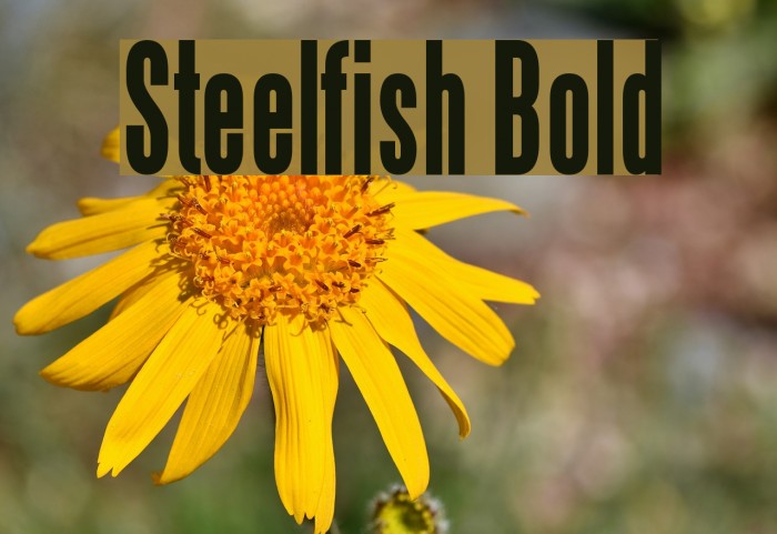 Steelfish Bold Font examples