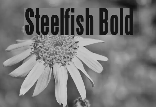 Steelfish Bold Schriftart examples