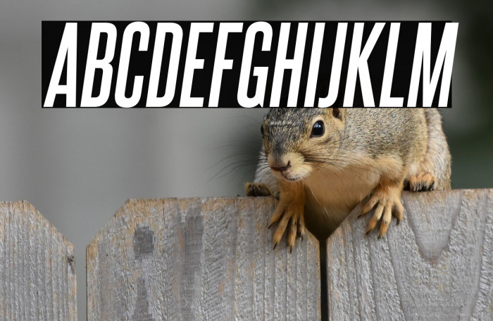 SteelfishRg-BoldItalic Example 2