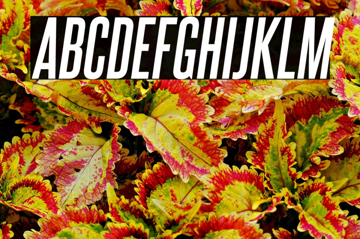 SteelfishRg-BoldItalic Example 3