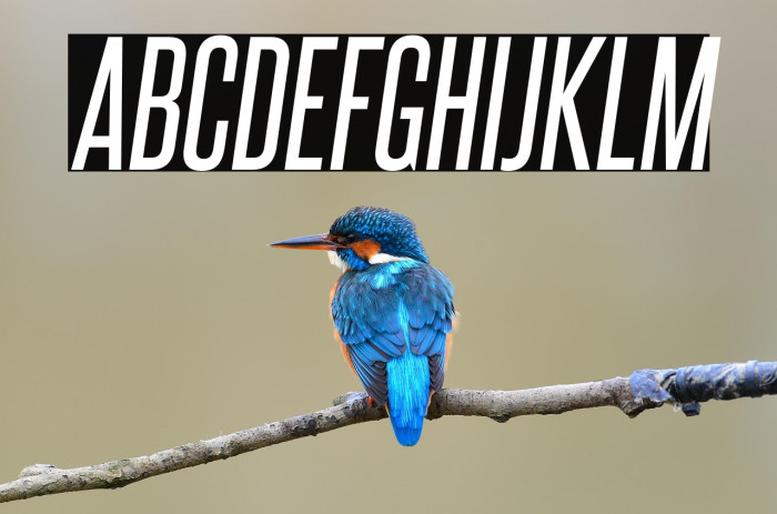 SteelfishRg-Italic Example 3