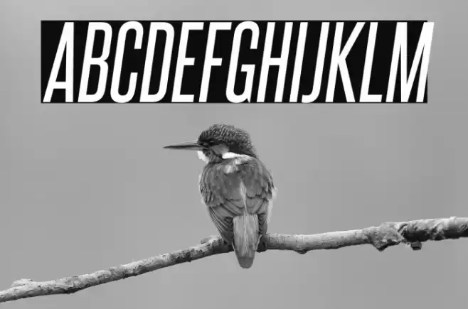 SteelfishRg-Italic Font examples