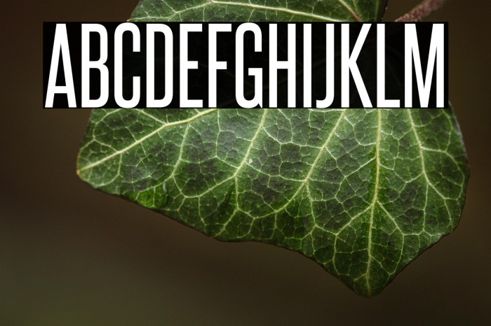 SteelfishRg-Regular Example 1