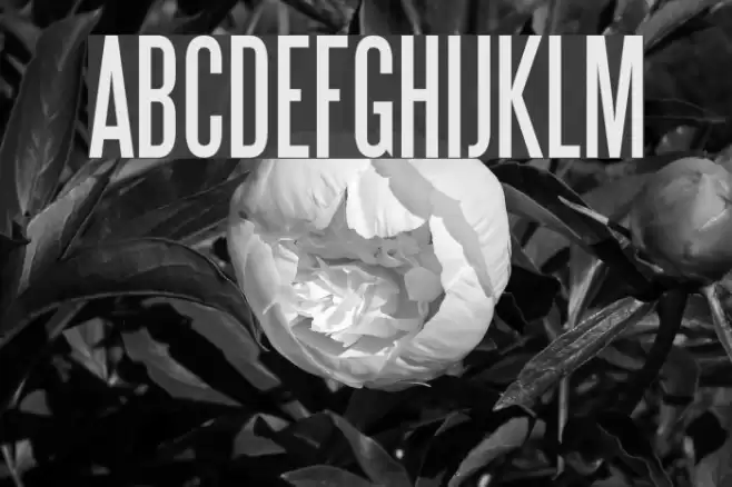 Steelfish Font examples