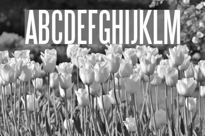 Steelfish Font examples