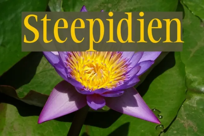 Steepidien Example 3