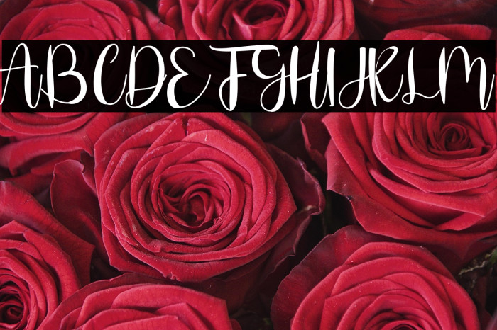 Stefany Signature Example 1