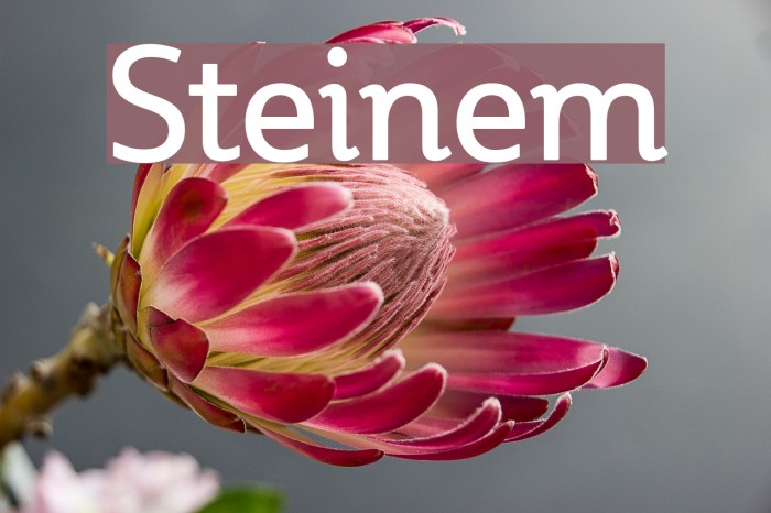 Steinem Font examples