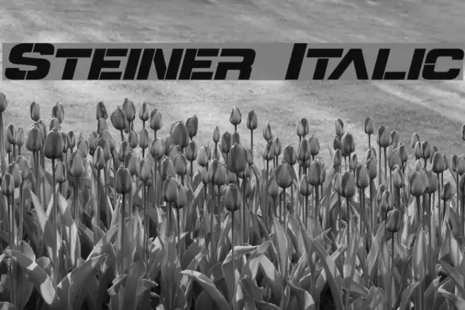 Steiner Italic Font examples